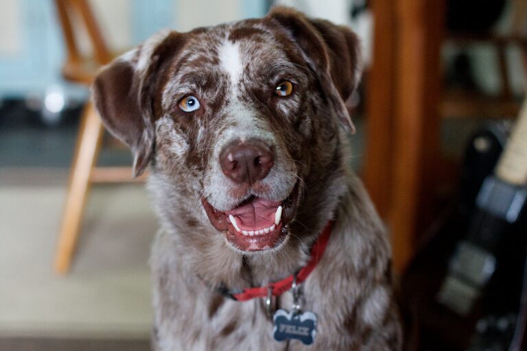 Post about a dog