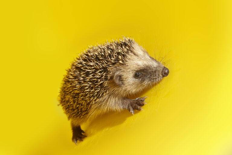 Post about a hedgehog